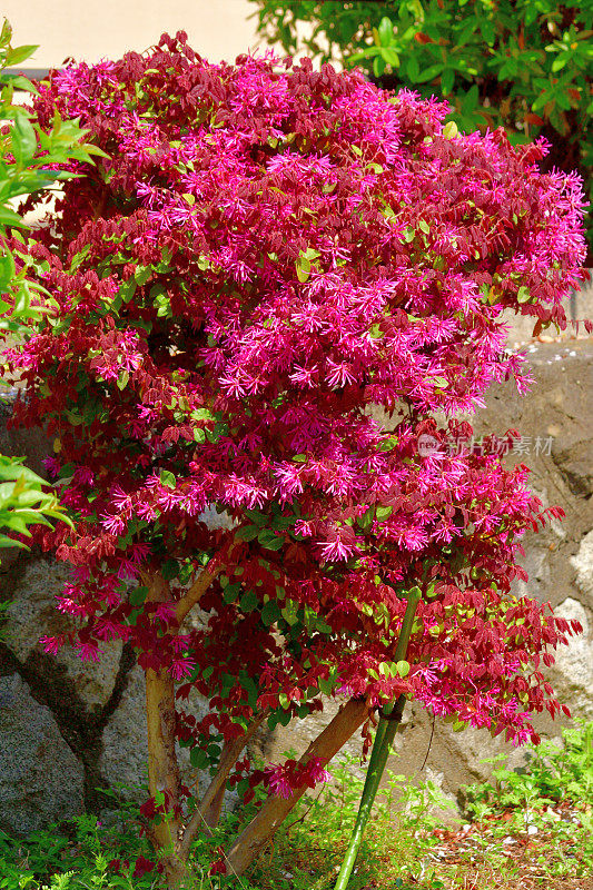 中国流苏花/中国花